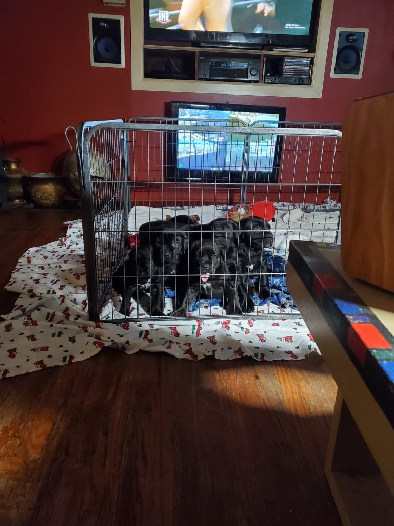 Cane Corso Puppies For Sale In Indiana