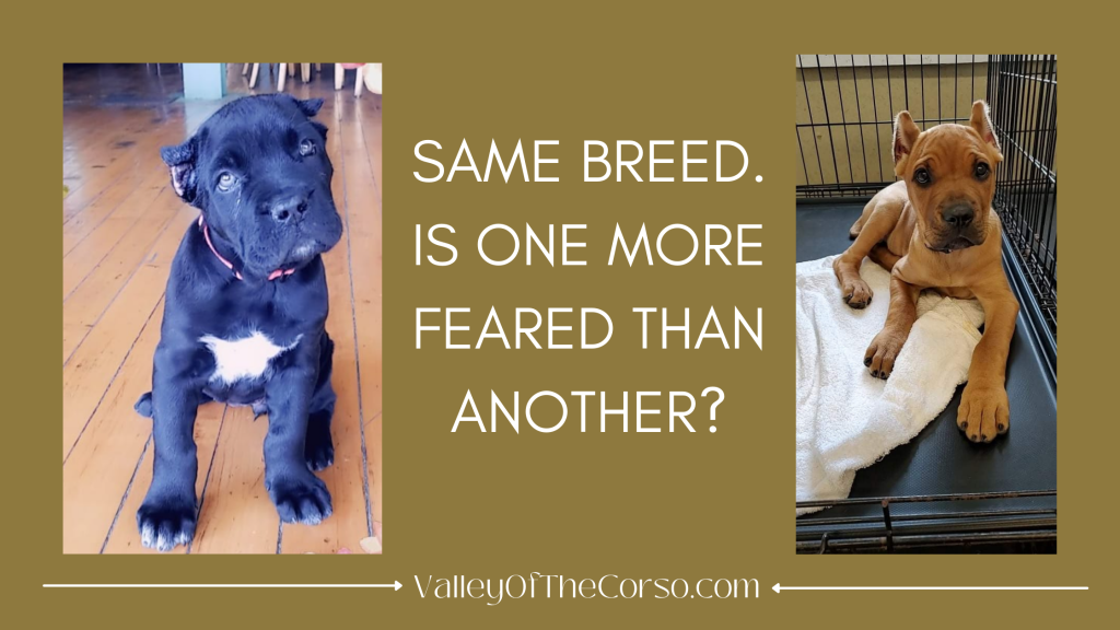 ARE BLACK DOGS NOT ADOPTABLE