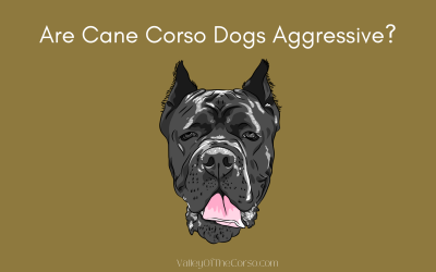 Are Cane Corso Dogs Aggressive?