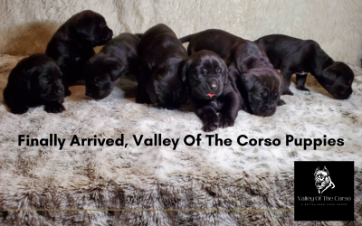 Cane Corso Puppies Available