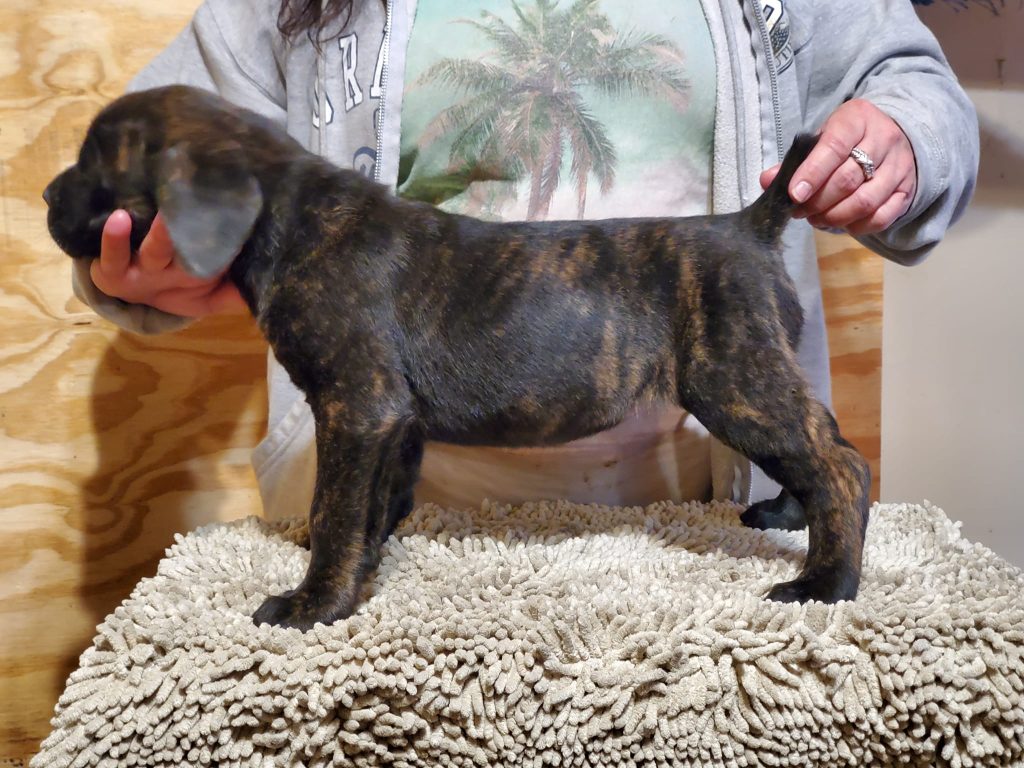 Cane Corso Brindle Puppies Available