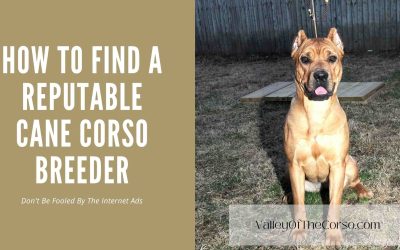 How To Find A Cane Corso Breeder
