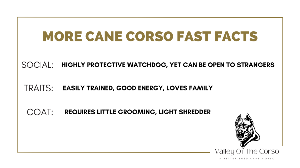 CANE CORSO FAST FACTS