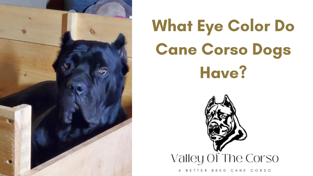 what eye color do cane corso dogs have